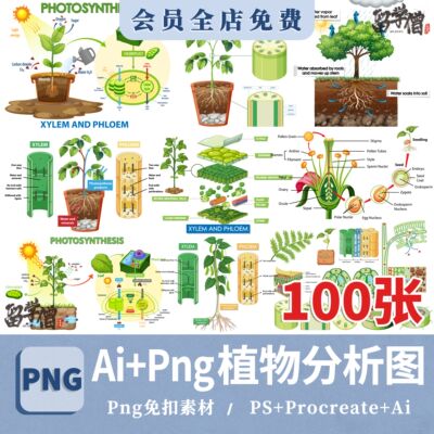 植物细胞光合作用树叶根茎树木分析图信息图表插画AI矢量设计素材