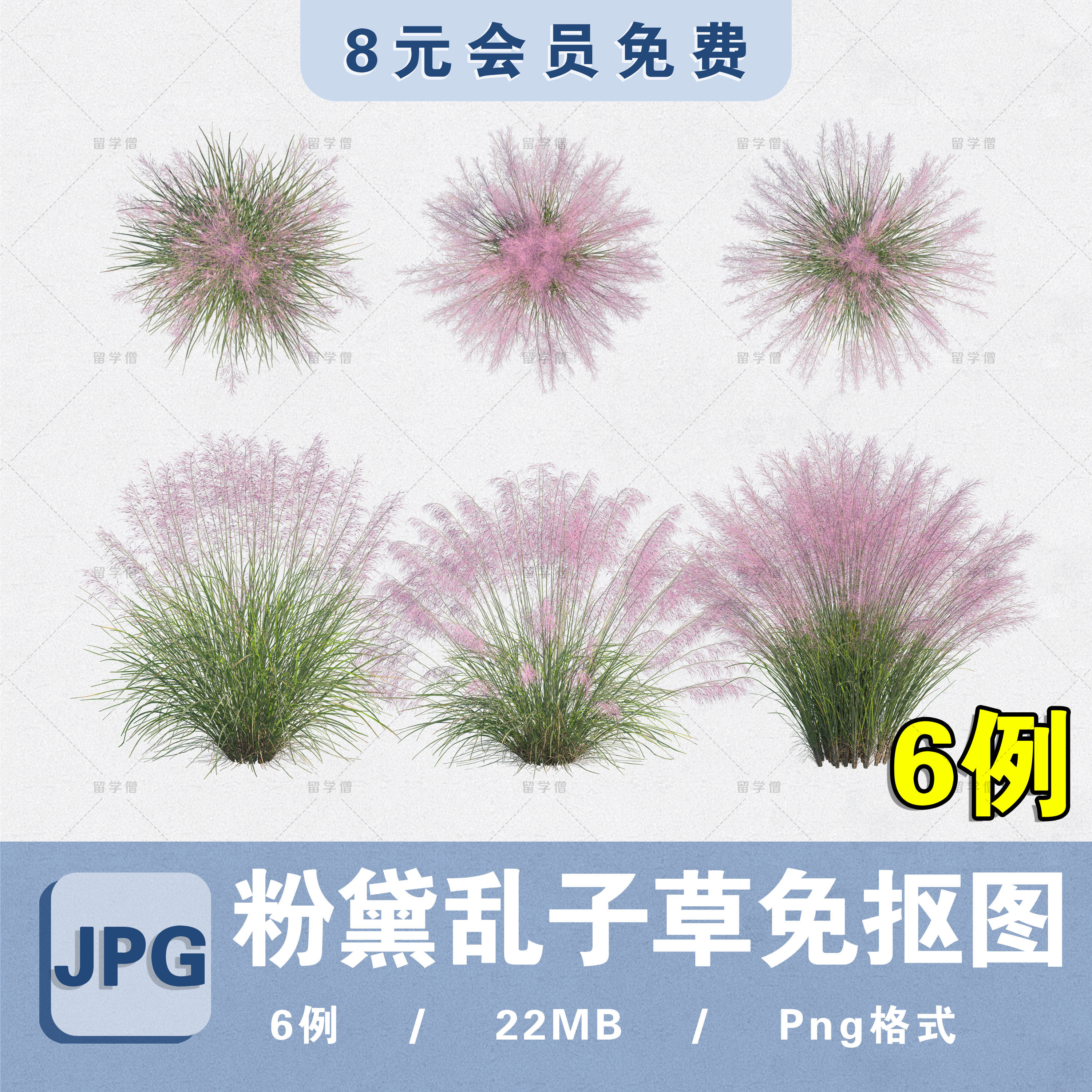 ps粉黛乱子草png免抠平立面观赏草本花镜野草植物procreate素材