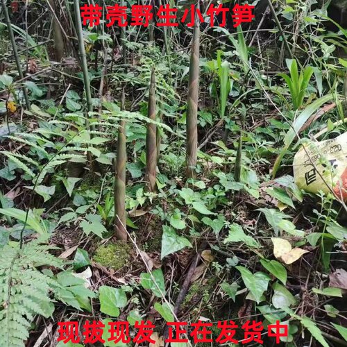 湖北野生竹笋新鲜小竹笋水竹笋春笋当季绿壳笋现挖现发雷竹笋带壳