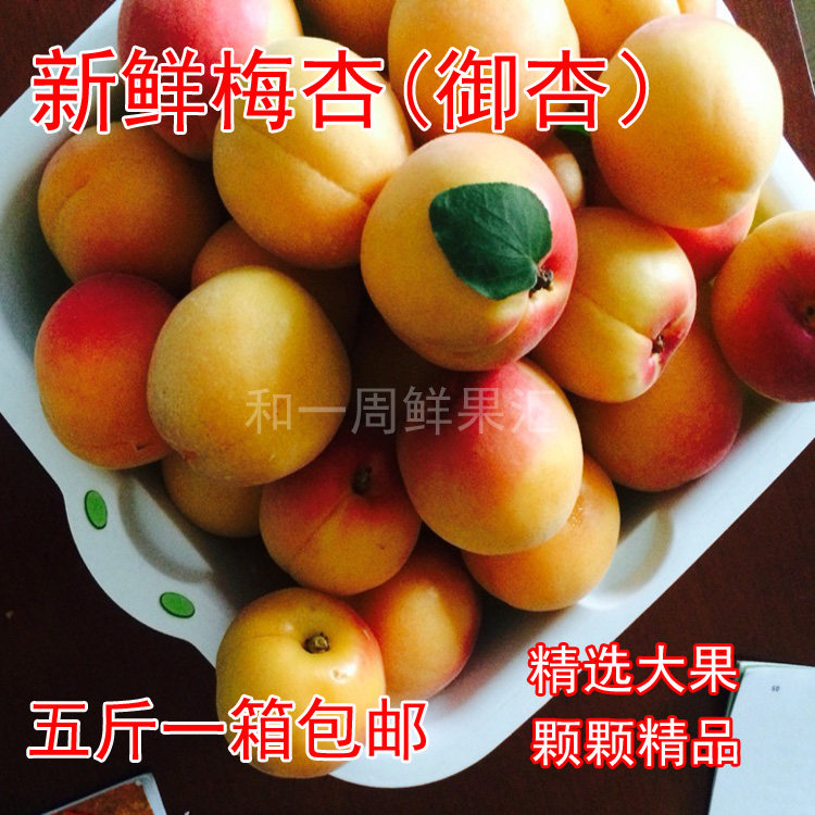 六月发货陕西礼泉御杏梅杏新鲜水果山底村袁家村杏子果大果5斤
