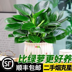 吸二手烟的绿植除烟味植物静化净化空气的花 去吸收烟味的植物