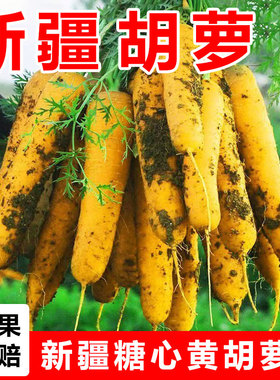 【新疆糖心胡萝卜】手抓饭配料红黄色胡萝卜餐饮直供新货农家自种