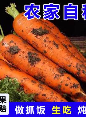 【2026新鲜红胡萝卜】手抓饭配料红色胡萝卜餐饮直供新货农家自种