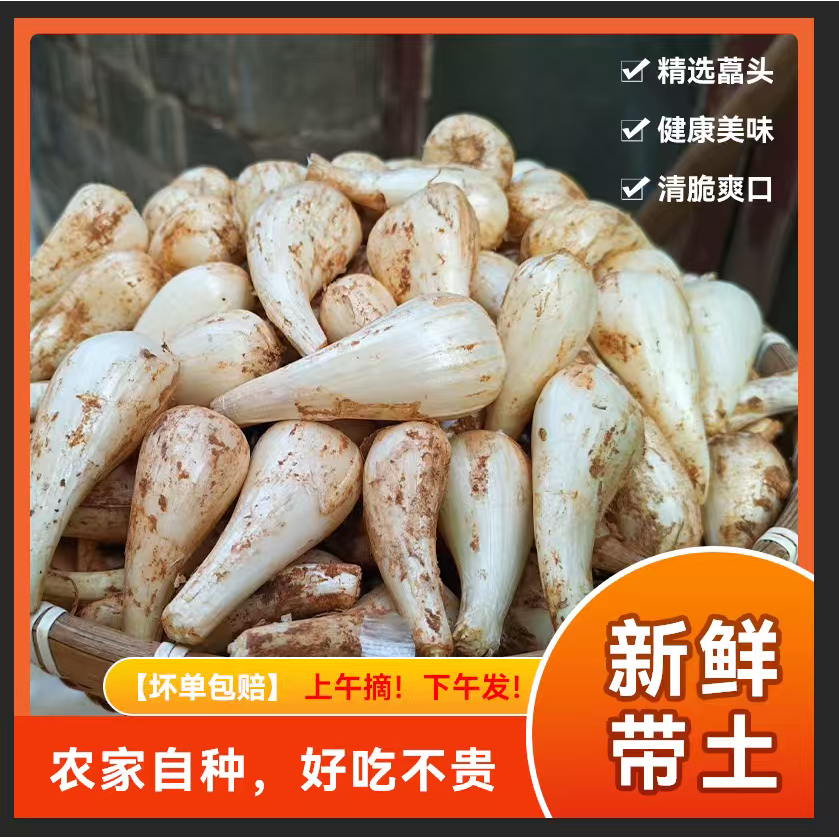 江西荞头新鲜藠头自种荞头农家叫头教头乔头糖醋腌制特产批发