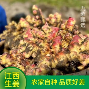 赣南生姜新鲜小黄姜正宗嫩生姜块农家老姜土姜现挖江西生姜黄姜