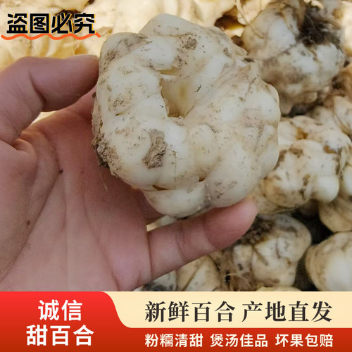 【甜百合】新鲜诚信食用大百合煲汤粉糯清甜百合非卷丹宜兴百合