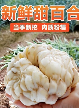 龙牙百合正宗新鲜龙牙百合球粉糯清甜江西万载龙牙百合种球甜百合