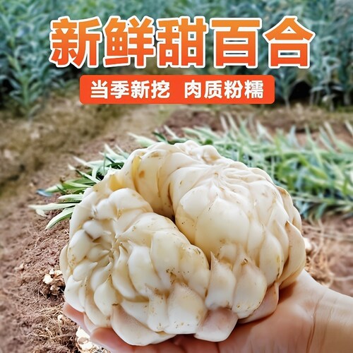 龙牙百合新鲜江西龙牙百合粉糯清甜万载龙牙百合食用隆回龙牙百合