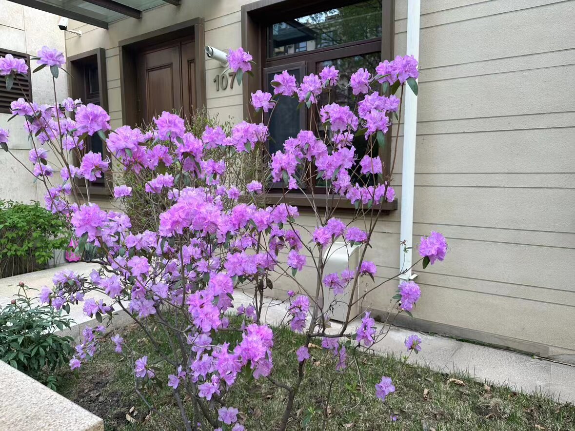 东北耐寒杜鹃树苗 庭院室外木本花卉早春杜鹃多年生植物易成活