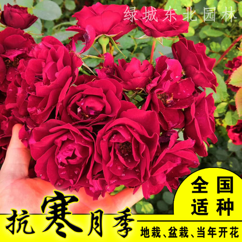 抗寒玫瑰多头月季花室外地栽阳台