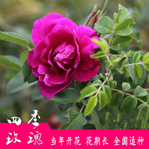 多季刺玫四季玫瑰可食用开花不断
