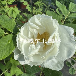 中天玫瑰中国古老品种抗寒浓香大花白玫瑰可食用易成活庭院花苗