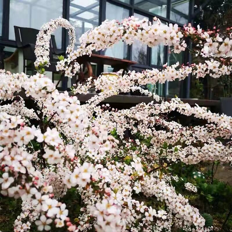新品粉化雪柳爆花庭院耐寒植物图片