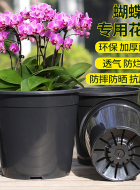 青山盆兰科专用加厚加硬塑料透气黑色PP材质花盆适合蝴蝶兰君子兰