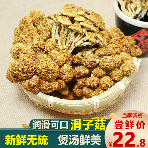 新鲜滑子菇干货土特产蘑菇