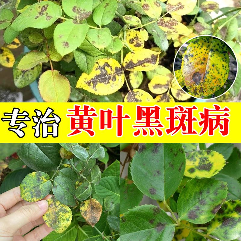 月季黑斑病专用药玫瑰花药黄叶桂花干尖蔷薇病虫害常用药专治黑斑