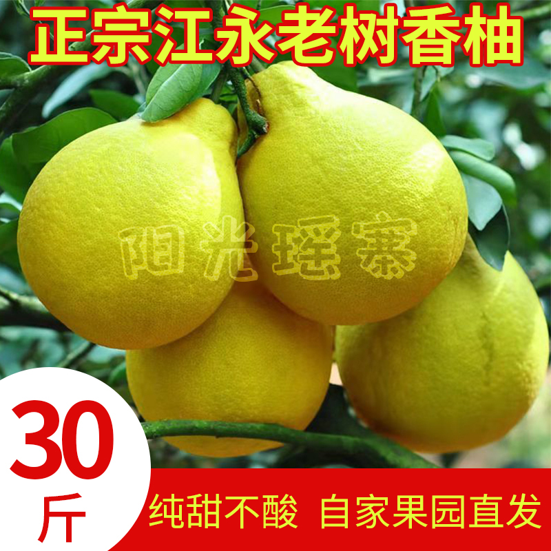 正宗江永沙田柚大果包邮老树柚子