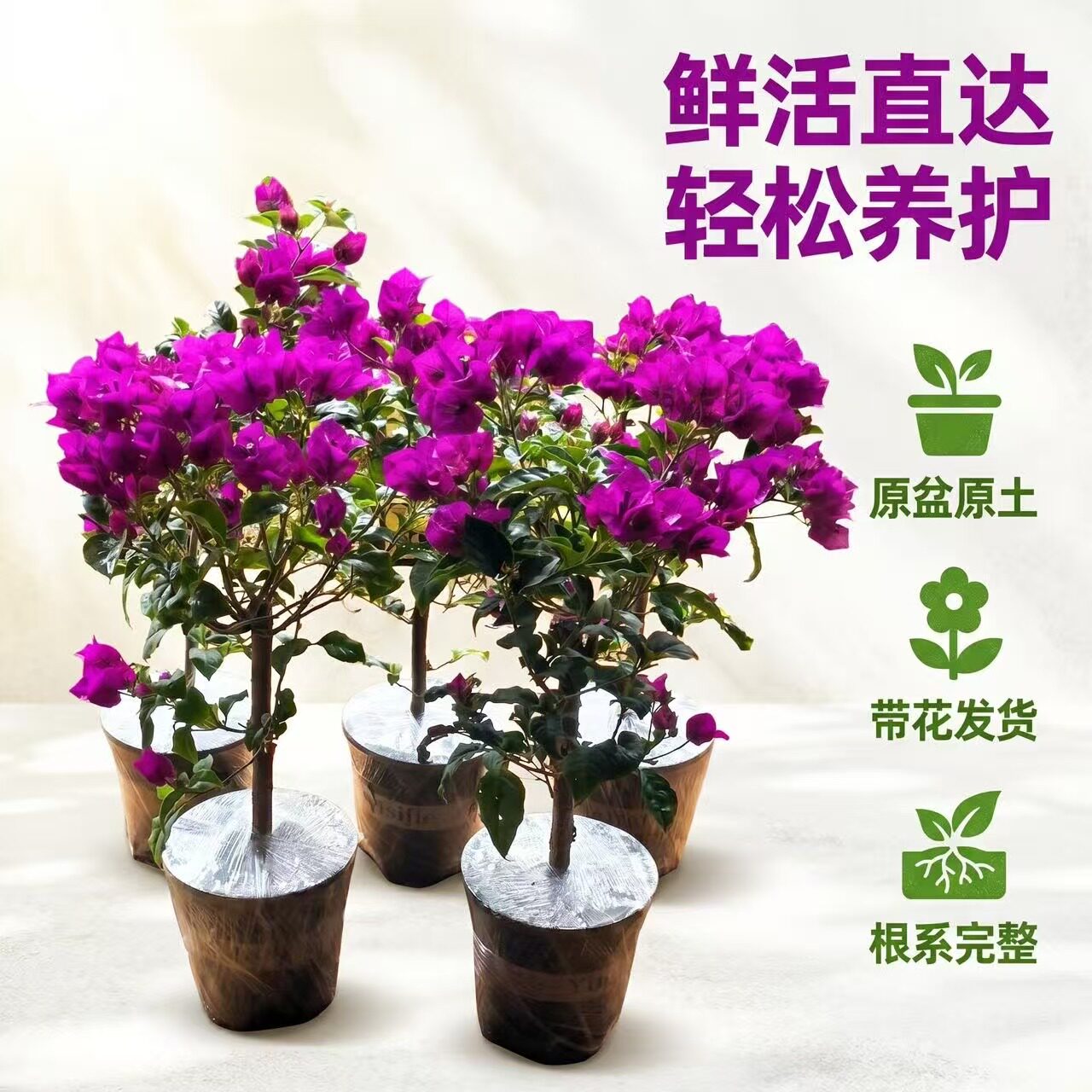 云南带花三角梅带盆土发货好养开花勤爬墙花卉云南紫