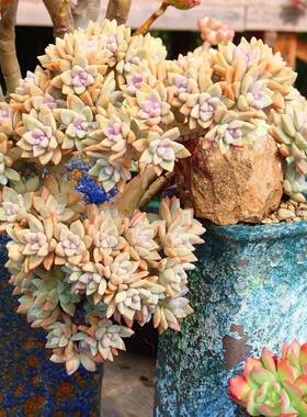 多肉植物老桩淡雪新手室内阳台盆栽幽灵公主好养易成活