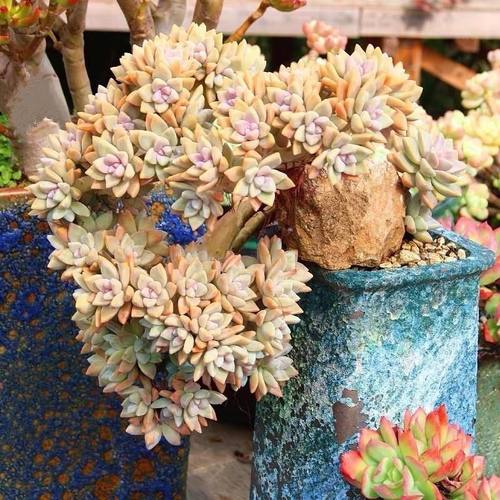 多肉植物老桩淡雪新手室内阳台盆栽幽灵公主好养易成活