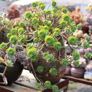 老桩群生多肉植物好养易造型绿植云南直发大颗好