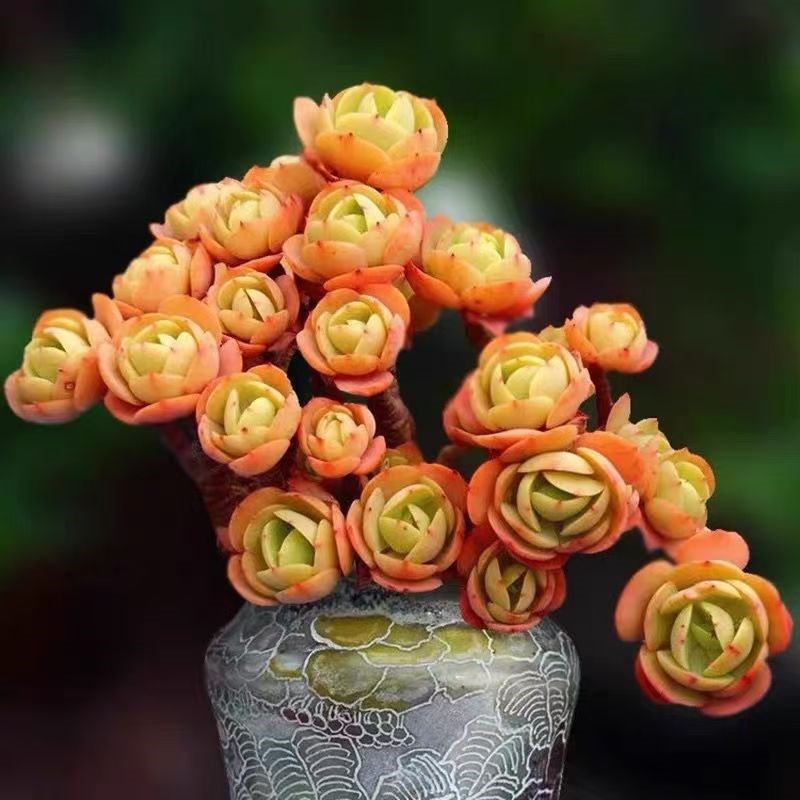 多肉植物室内阳台盆栽肉肉组合