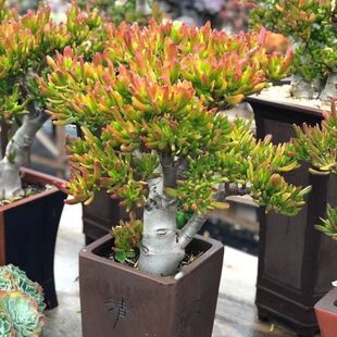 老桩多肉植物【室内招财树】盆栽吸财树多头植物大铲叶筒盆景多肉