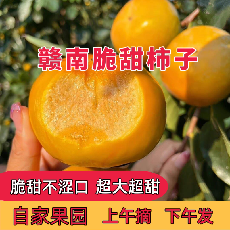 巧克力脆柿子新鲜水果当季特产整柿子