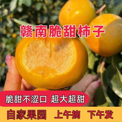 巧克力脆柿子新鲜水果当季特产整箱包邮脆甜硬柿非磨盘柿火晶太秋