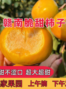 巧克力脆柿子新鲜水果当季特产整箱包邮脆甜硬柿非磨盘柿火晶太秋