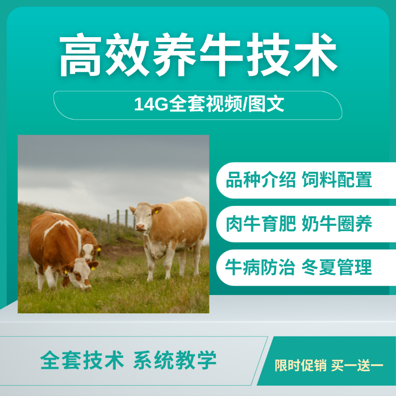 养牛全套技术视频教学肉牛饲养殖自学课程牛病预防治黄牛奶牛管理