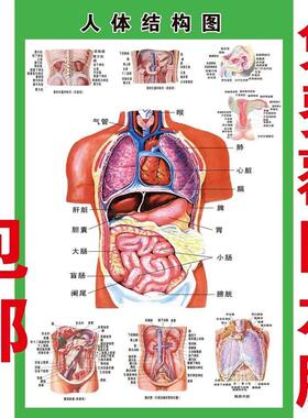 人体内脏解剖系统示意图医学宣传挂图人体器官消化系统结构图海报