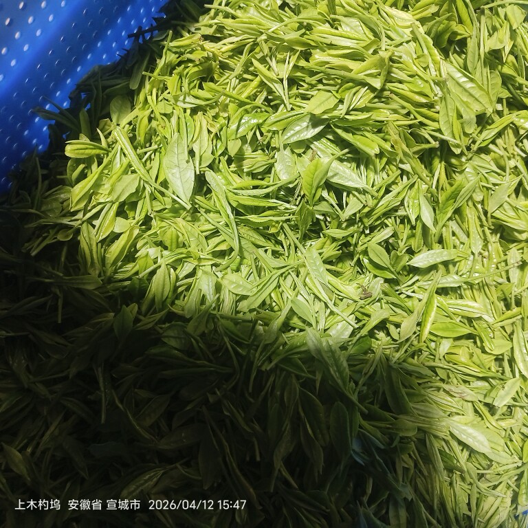 2026安徽徽州宣城绩溪农家自制白茶金山时雨新茶叶250克4月15号采