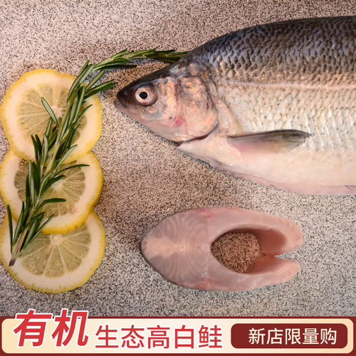 新疆赛里木湖有机高白/凹目白鲑鱼生鱼片高档刺去鳞去内脏