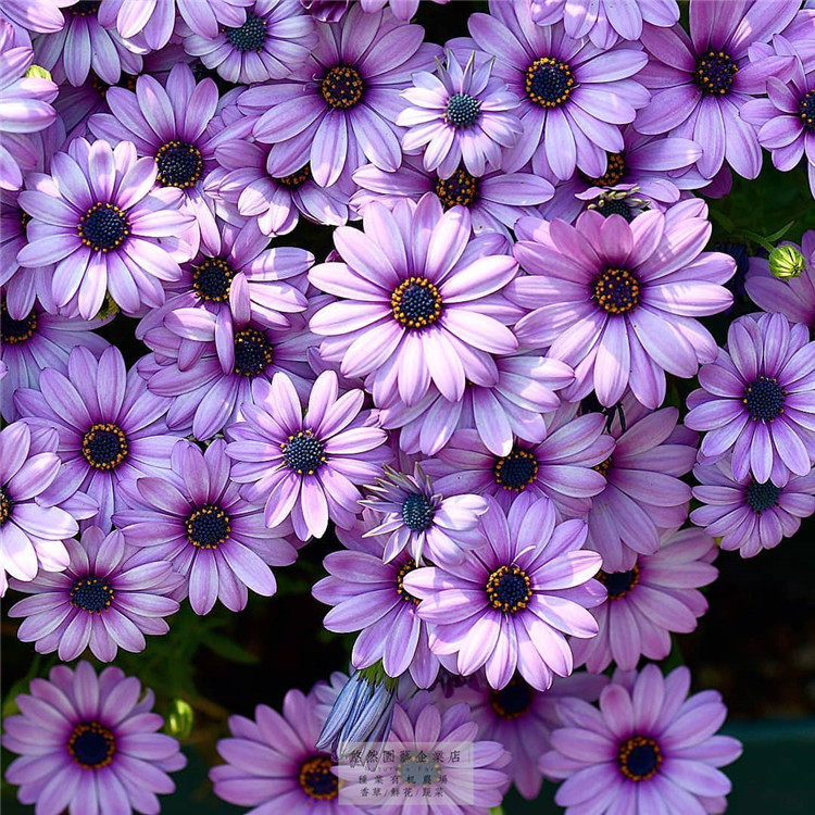 蓝目菊熏染紫花种子室外适合夏天季九月菊花籽一年四季都开花