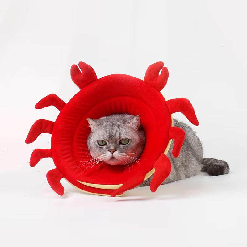 宠物伊丽莎白圈猫咪术后防舔