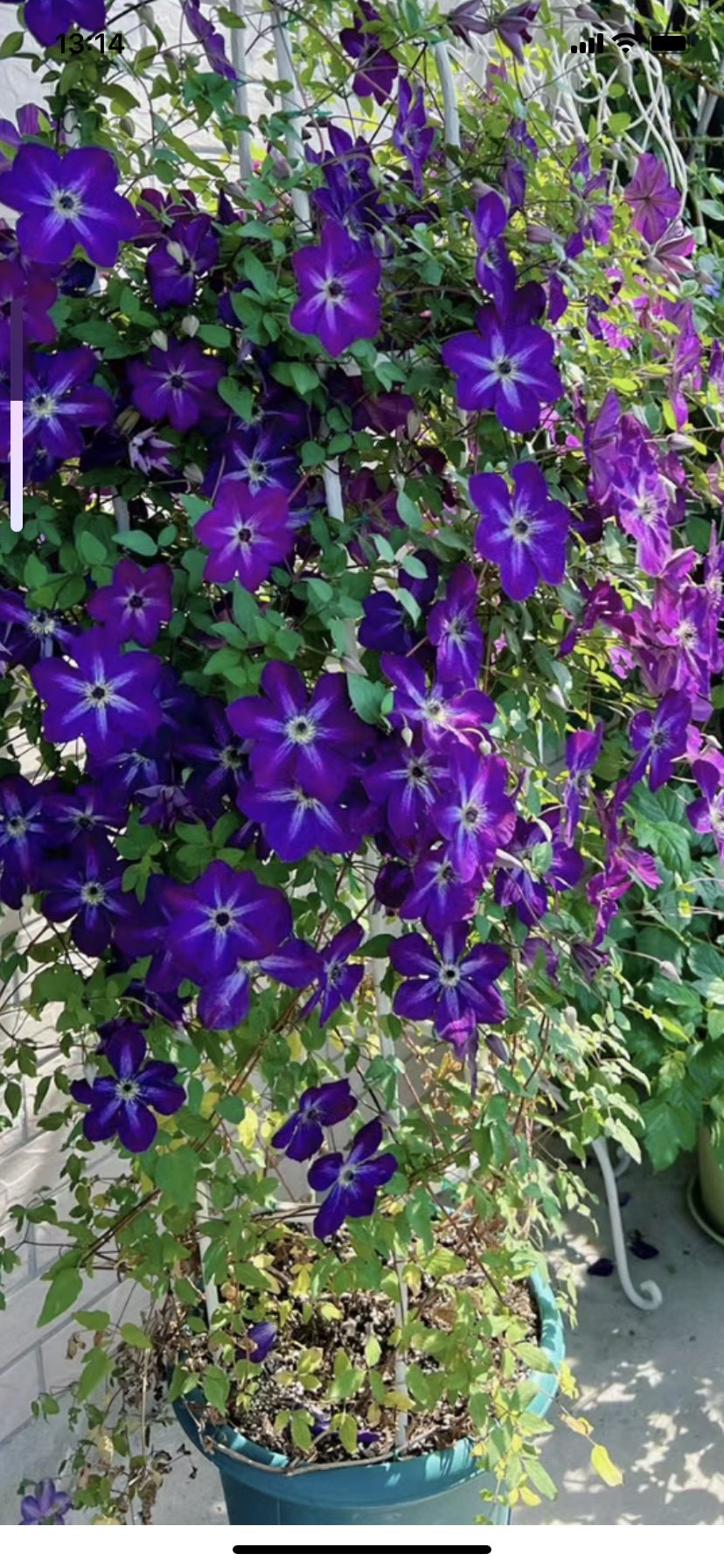 天一铁线莲 神秘面纱 意系丰花品种3类(10公分圆盆原土发货)