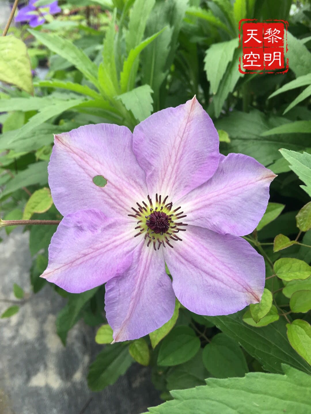 天一铁线莲 黎明天空 3类(110圆盆栽好)包鲜活到手对版苗