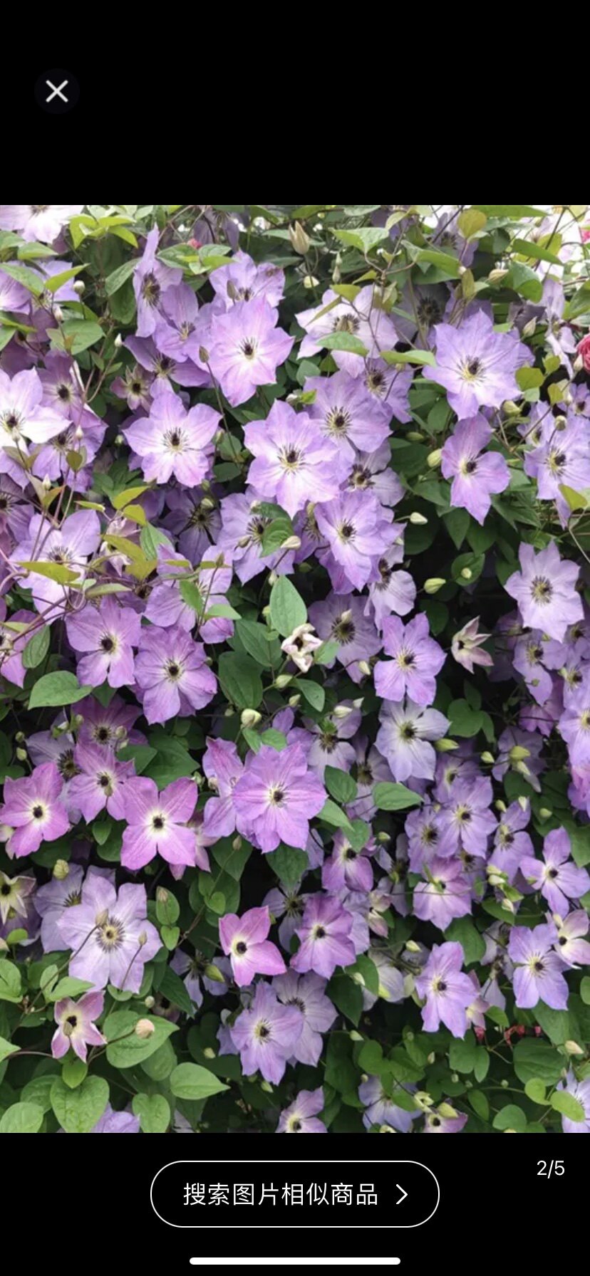 天一铁线莲 黎明天空 3类(10公分圆盆原土发货)