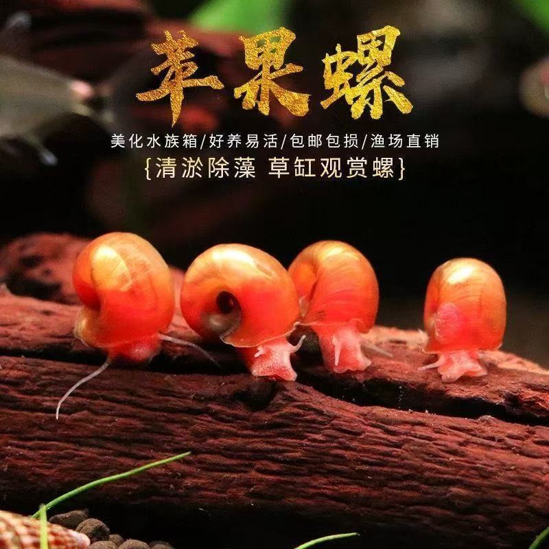苹果螺除藻观赏螺鱼缸清残食洁净化水质吃粪工具螺淡水