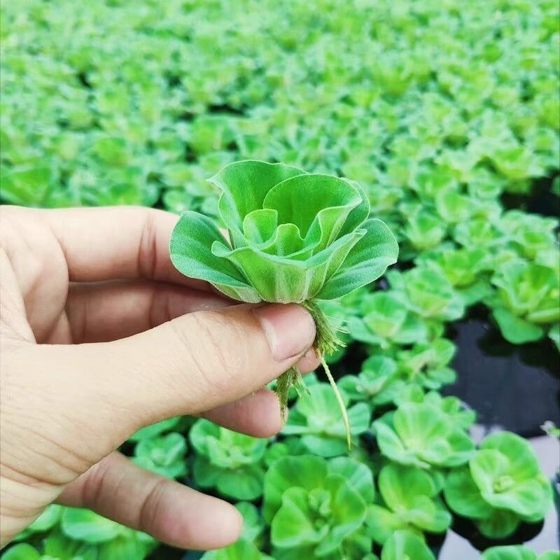 水芙蓉苗水培水生植物水草种植室内外养殖净化水质养鱼虾龟造景