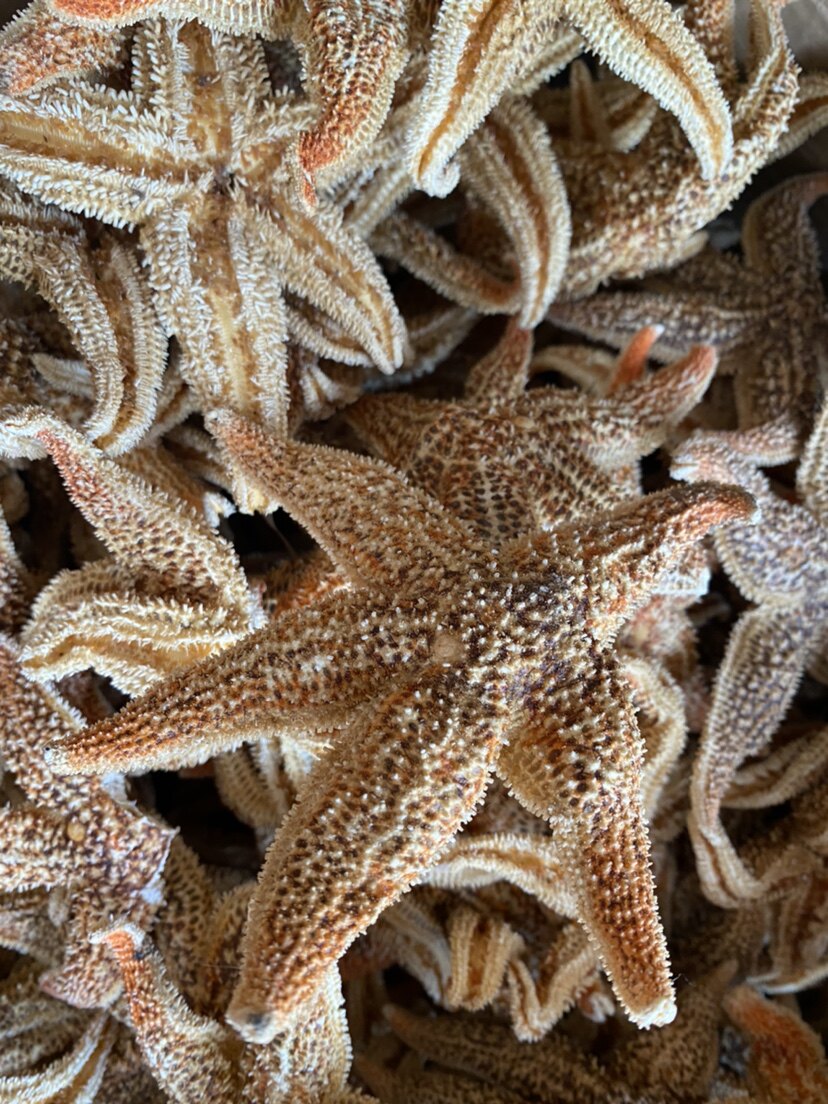 中药材刺棘海星海五星海盘车海星干货正品煲汤泡酒料500g包邮