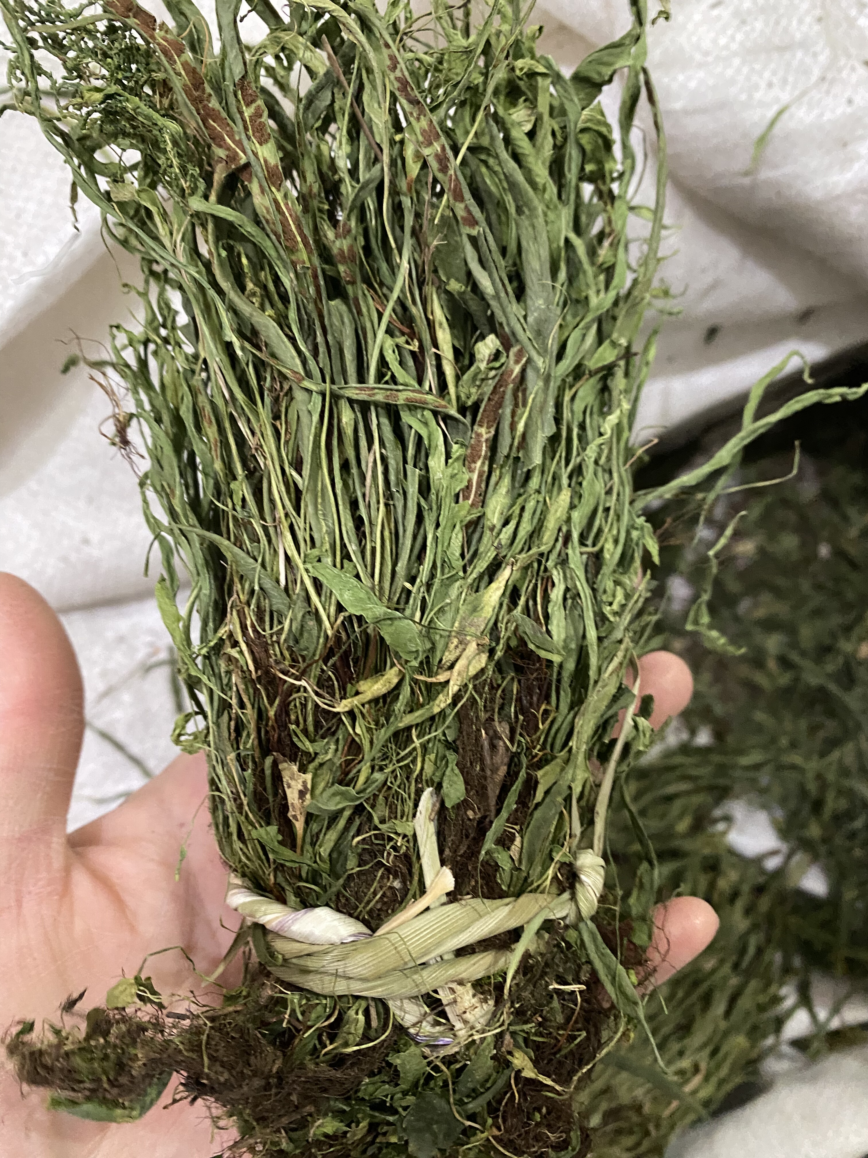 中药材新鲜干货马蹬草正品过桥草还阳草马灯草250克包邮支持药检