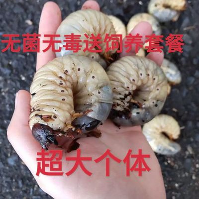 独角仙幼虫3龄公+母1对2
