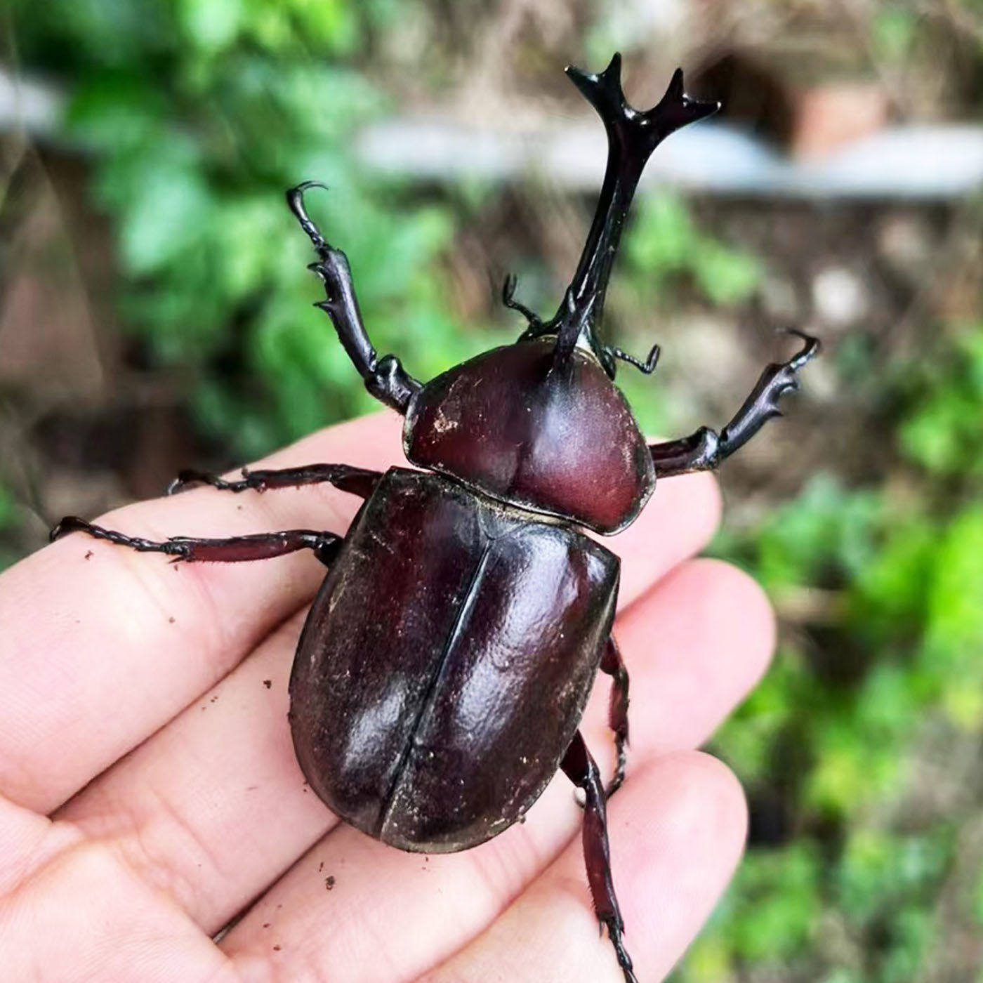 独角仙活虫甲姬兜长戟大兜网红宠物新手入门级好养昆虫大力士甲虫