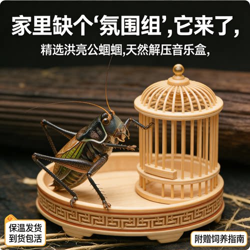 新脱蝈蝈活虫带笼子饲料高端宠物鸣虫过冬大蝈蝈新脱铁皮叫蝈蝈