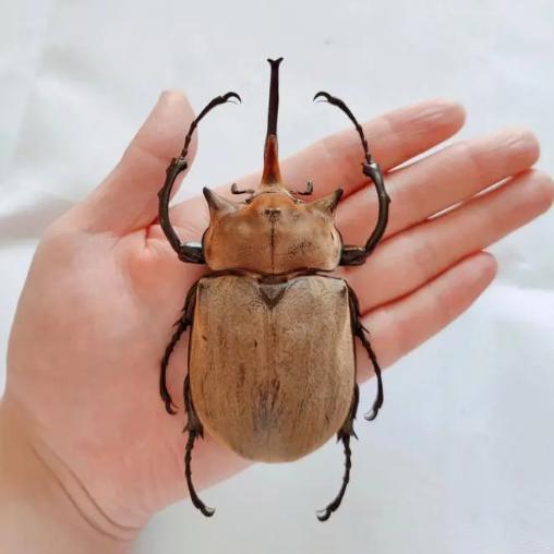 毛象大兜虫幼虫甲虫活虫