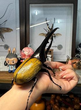 甲虫幼虫随机鬼艳孔夫子长戟大兜南洋彩虹锹甲花金龟素吉泰仙等幼