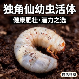 独角仙活虫甲姬兜长戟大兜网红宠物新手入门级好养昆虫大力士甲虫
