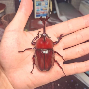 独角仙活虫甲姬兜长戟大兜网红宠物新手入门级好养昆虫大力士甲虫